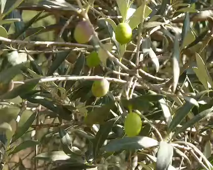 PXL020 Olives ...